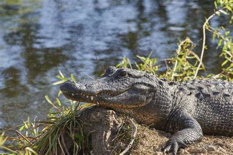 American Alligator In Florida Everglades Usa Stock Image Image Of