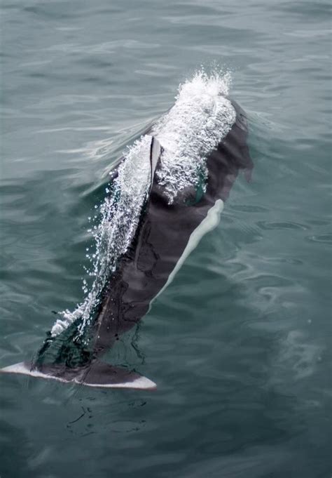 Orca Orque Killer Whale Black Fish Orcas
