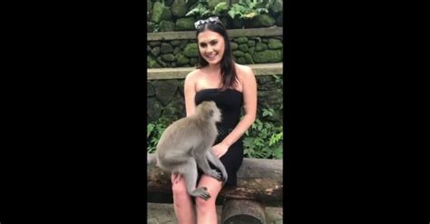 Hilarious Moment Cheeky Monkey Pulls Down Womans Dress Exposing Her