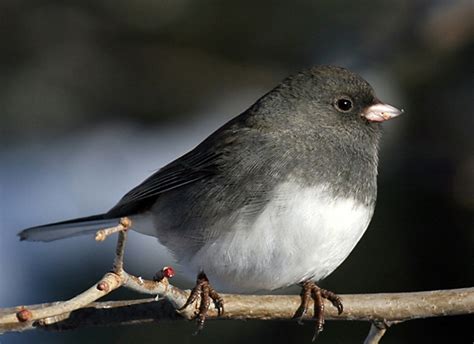 As Birds Of Summer Return Junco Birds Flee To Colder Latitudes Actionhub