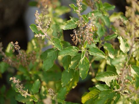 The Miracles Of The Tulsi Plant The Queen Of Herbs Things Guyana