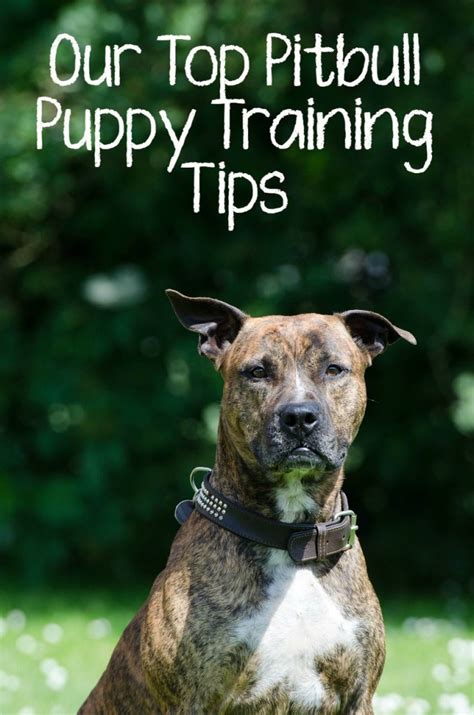 Our Top Pitbull Puppy Training Tips Dogvills