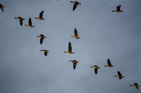 Hd Wallpaper Wild Geese Migratory Birds Bird Migration Flying