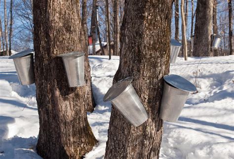 Maple Sap Harvesting In Quebec Canada Stock Image Image Of Nature