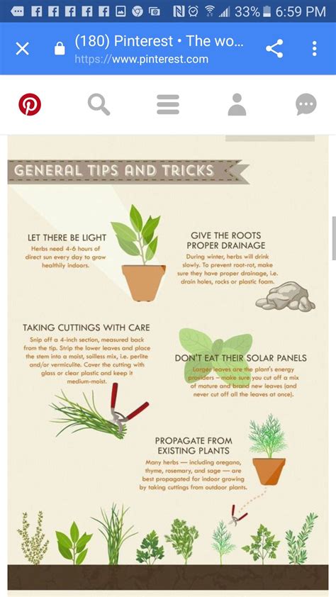 Pin by Mandy Banman on Growing plants | Growing plants, Herbs, Growing
