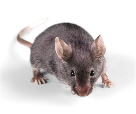 House Mouse House Mice Identification And Dangers Lubbock Tx