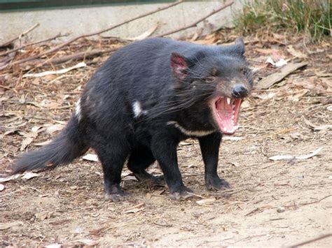 Tasmanian Devils Facts Pictures And Habitat Live Science