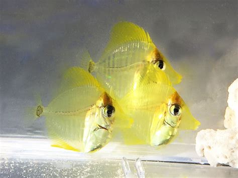 Broken Barriers Captive Bred Yellow Tangs At Oceanic Institute Of