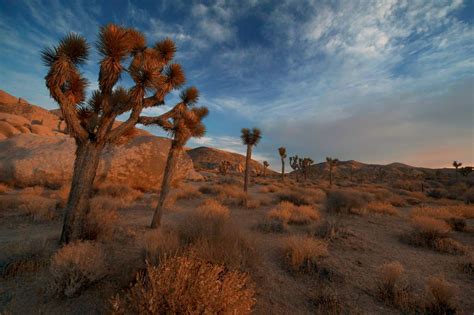 Joshua Trees Face Extinction Ier Indiana Environmental Reporter