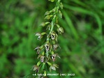 Epipactis helleborine subsp. helleborine - NATURESCENE