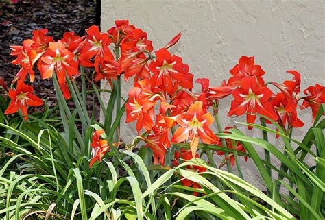 Grow Amaryllis In The Southern Garden