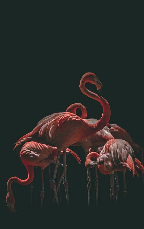 Flamingo Background 1080p 2k 4k 5k Hd Wallpapers Free Download