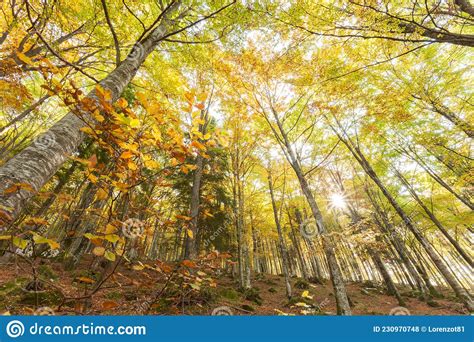 Foliage Inside An Italian Forest At Fall Stock Photo Image Of