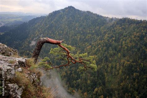 Foto De Sosna Zwyczajna Pinus Sylvestris Na Szczycie Sokolicy W