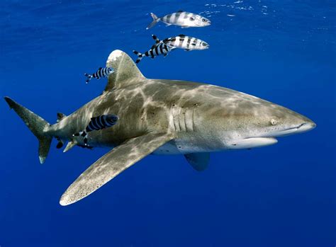 Oceanic Whitetip Shark Lord Of The Longhands Epic Diving