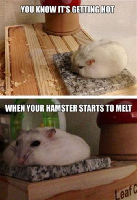 29 Of The Cutest Hamster Memes We Could Find So Far Lets Eat Cake