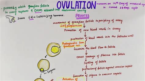 Ovulation Easy Flowchart Physiology Youtube