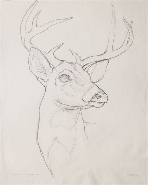 White Tailed Buck Carol Darling Art Art Sketches Doodles Art