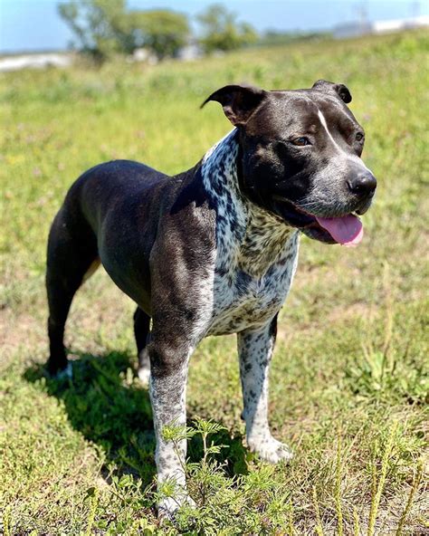 Pitbull Blue Heeler Mix The Ultimate Guide 2023 Myk9life