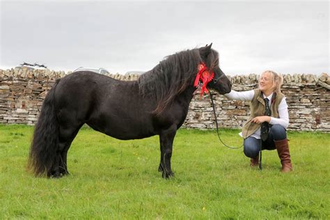 Ready Set Show Horses Shetland Ponies Face Off The Orcadian Online