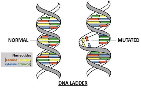 a guide to the different types of genetic mutations melixgx
