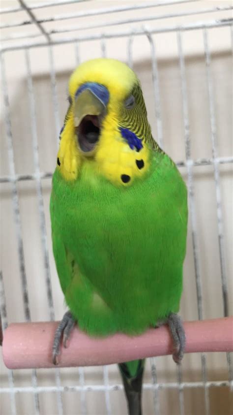Caught Him Mid Yawn He Looks Like Hes Screaming Rbudgies