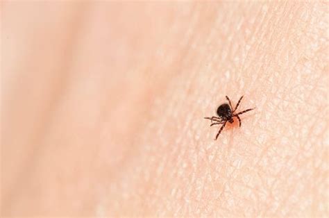 What Percentage Of Deer Ticks In Connecticut Carry Lyme Disease St