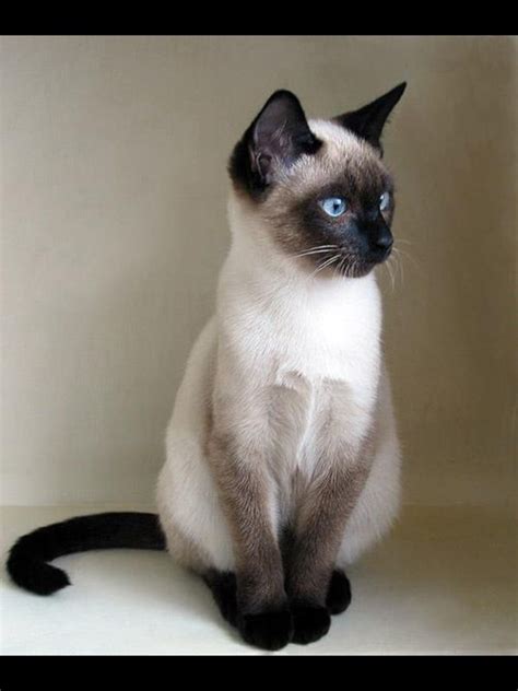 484 Best Siamese Addiction Images On Pinterest Oriental Cat Siamese