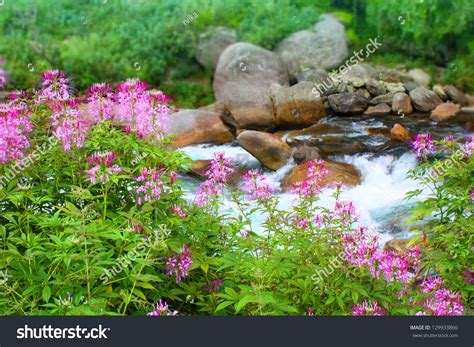 Beautiful Pink Flowers On Background Mountains River