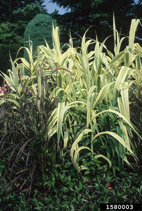 Giant Reed Arundo Donax