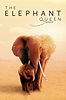The Elephant Queen (2019) - Posters — The Movie Database (TMDB)
