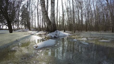 Early Spring Water Flood In Birch Forest Spring Landscape With Water