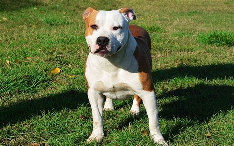 American Staffordshire Puppies Breed Information And Puppies For Sale