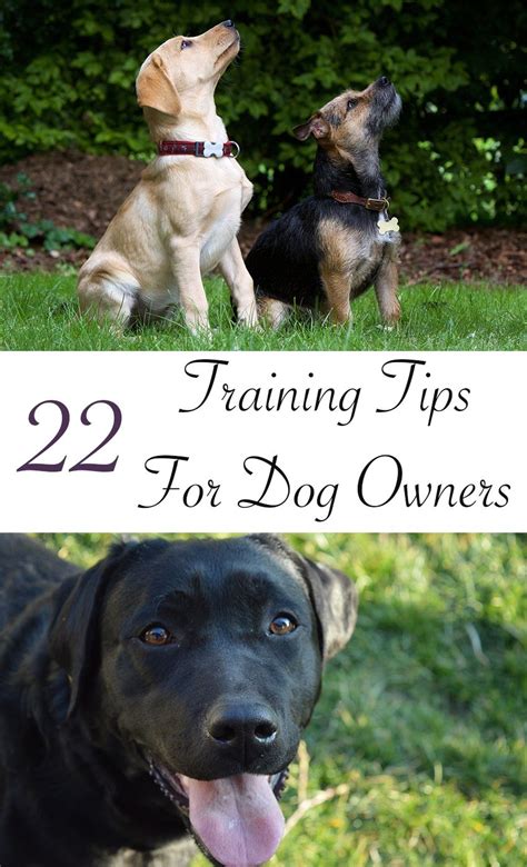 A Collection Of Twenty Two Helpful And Easy To Follow Dog Training Tips