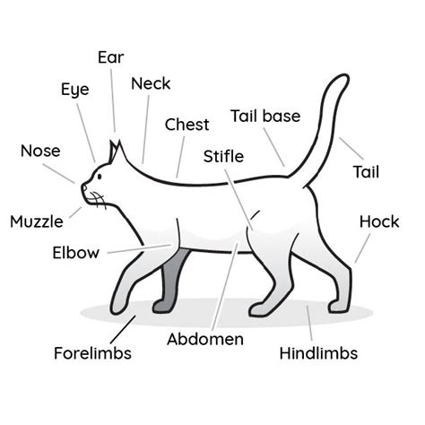 2021 Ultimate Veterinary Guide To Cat Anatomy With Images