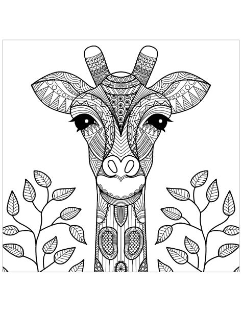Giraffe Head Coloring Sheet Coloring Pages