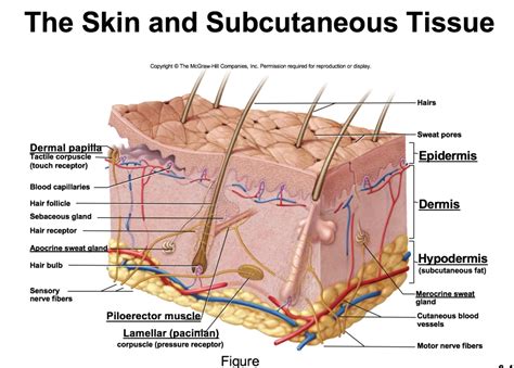 Integumentary System Part Integumentary System Skin Anatomy My Xxx Hot Girl