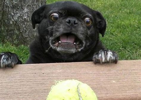 23 Reasons Why Pug Faces Are The Best