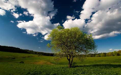 1920x1200 Tree Grass Sky Clouds Wallpaper Coolwallpapersme