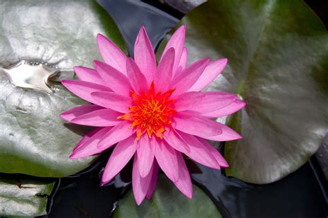 Types of lotus flowers with pictures. Lotus Flower Symbolism in Different Religions And Cultures ...