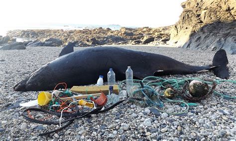 Dead Dolphin Washed Up In Cornwall Surrounded By Plastic Daily Mail