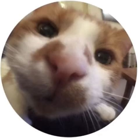 Round Icon Pfp Cute Fish Eye Cool Cat Aesthetic Y2k Profile Picture