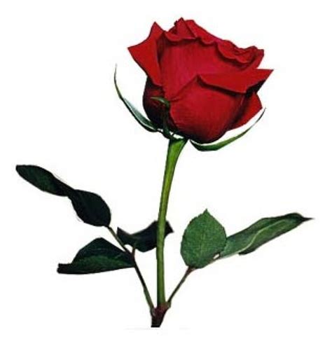 Single Red Rose Lebanontsonline