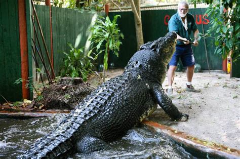 Australian Croc Hunter Looked After Fierce Giant Crocodile For Decades