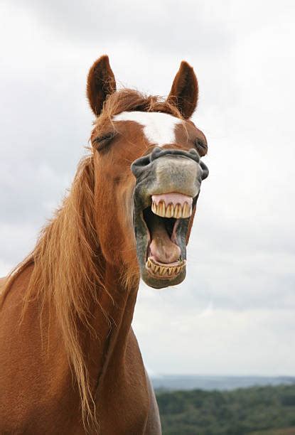 Royalty Free Horse Teeth Pictures Images And Stock Photos Istock