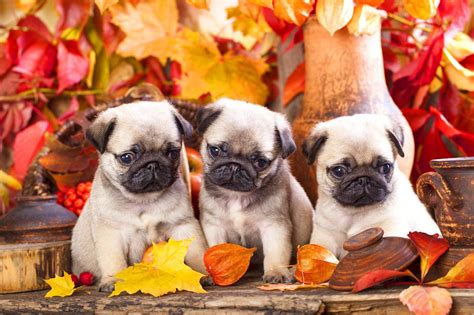 Pug Puppies Wallpaper 61 Images