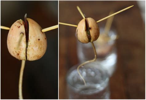 Submerge the seed in water. Avocado Update: We're Sprouting Stems | 17 Apart
