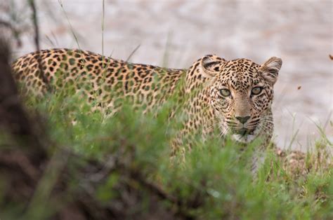 Leopard Stare Sean Crane Photography