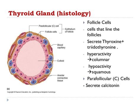 Thyroid Gland Anatomy And Physiology Student Nurse Life