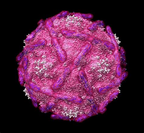 Echovirus Type 12 With Receptor Molecules Photograph By Dr David Bhella